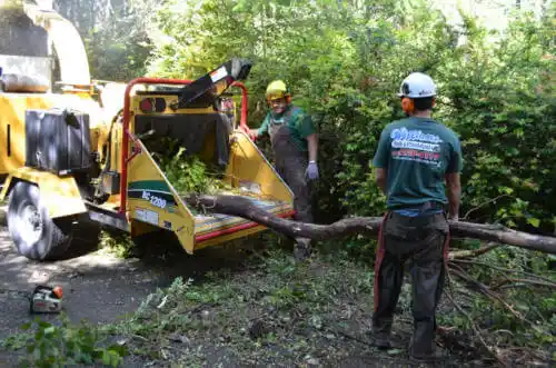 tree services Chacra